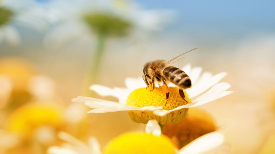 Remède de grand-mère pour éloigner les abeilles : astuces testées et